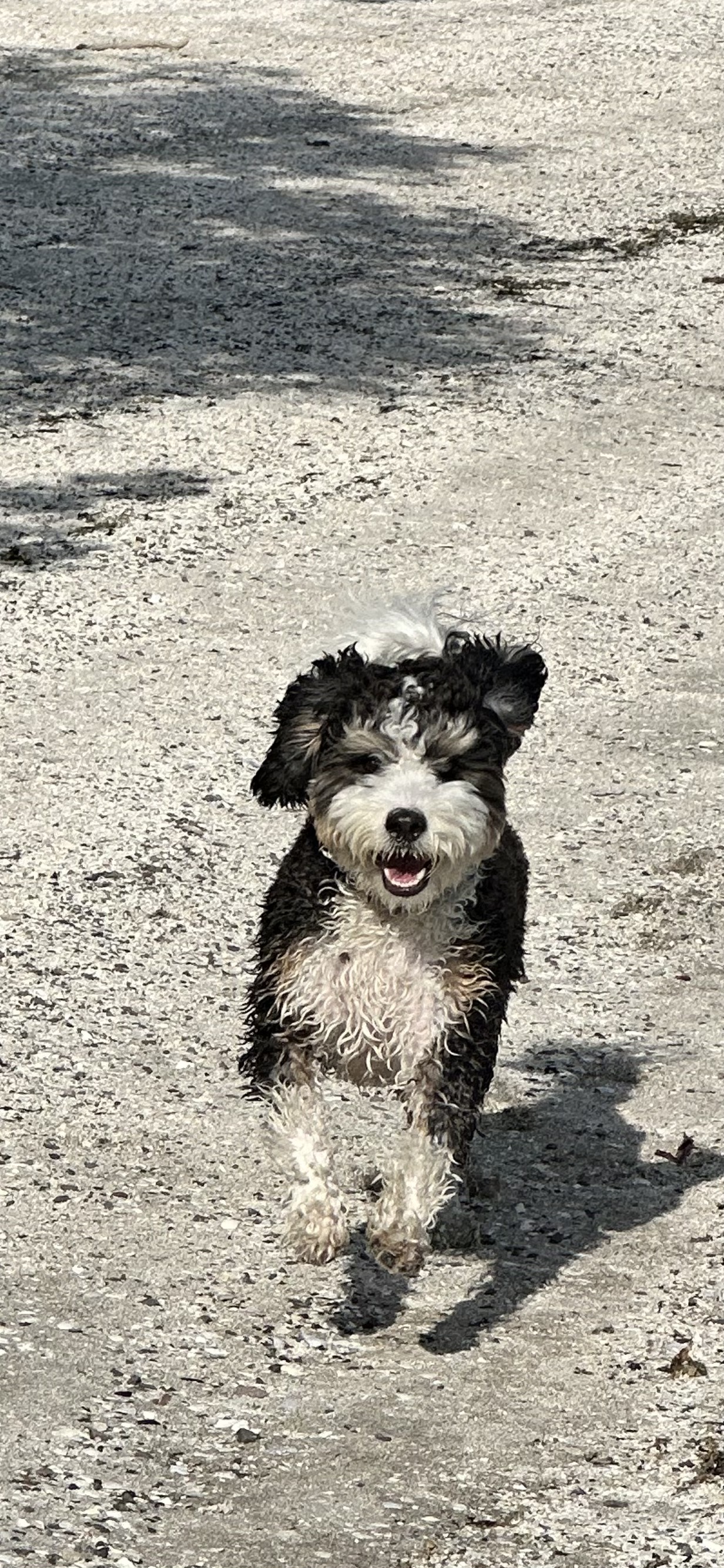 Shadow happily running on the beach at Montague Harbour North